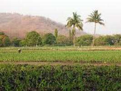 Agricultural Land 65 Bigha for Sale in Dhandhuka, Ahmedabad