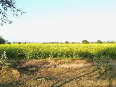 Agricultural Land 65 Bigha for Sale in Tonk City Tonk