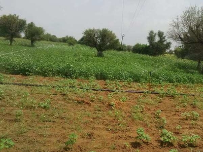 Agricultural Land 7 Acre for Sale in Rajgarh, Churu