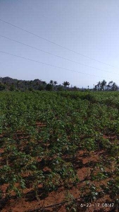 Agricultural Land 8 Acre for Sale in Rasipuram, Namakkal