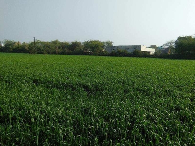 Agricultural Land 9 Bigha for Sale in Barundhan, Bundi