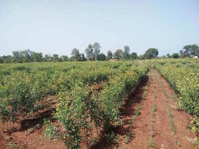Agricultural Land 9 Bigha for Sale in Haripur, Gir Somnath