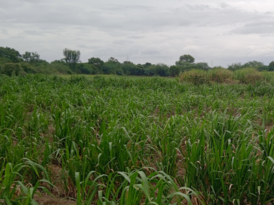 Agricultural Land 15 Acre for Sale in Pathardi, Ahmednagar