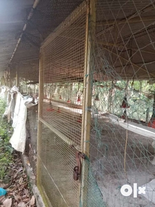 Poultry farm 4200 Sqft