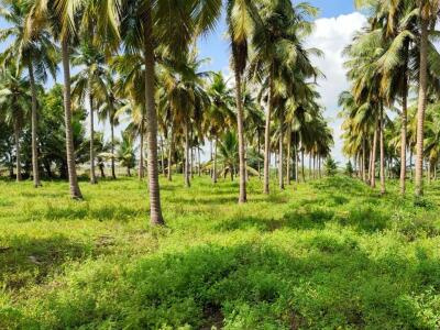 Agricultural Land 1 Acre for Sale in