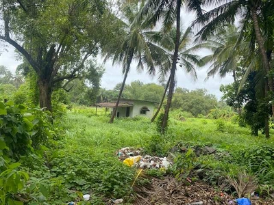 Agricultural Land 12500 Sq.ft. for Sale in Alibag, Raigad