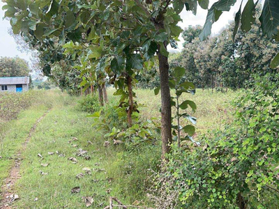 Agricultural Land 13 Acre for Sale in near begur Chamarajanagar