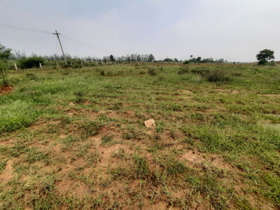 Agricultural Land 15 Acre for Sale in Kallidaikurichi, Tirunelveli