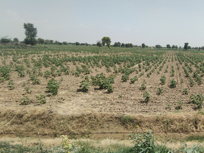 Agricultural Land 15 Bigha for Sale in