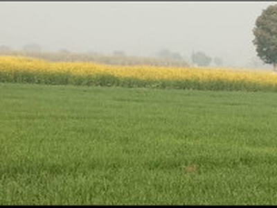 Agricultural Land 16 Bigha for Sale in Hapur Road Industrial Area, Ghaziabad