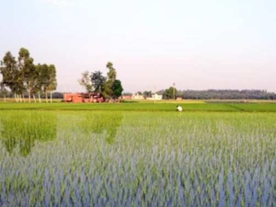Agricultural Land 2 Acre for Sale in Moriwala, Sirsa