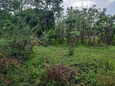 Agricultural Land 300 Cent for Sale in Vadakkencherry, Palakkad