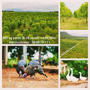 Agricultural Land 300 Sq. Yards for Sale in Podili, Prakasam