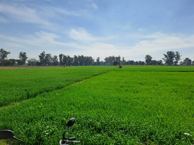 Agricultural Land 50 Acre for Sale in Phagwara Road, Hoshiarpur