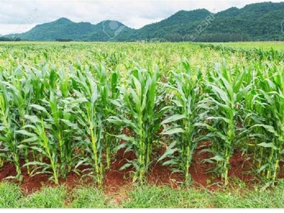 Agricultural Land 60 Acre for Sale in