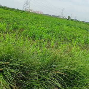 Agricultural Land 7 Acre for Sale in Jhajhar, Gautam Buddha Nagar