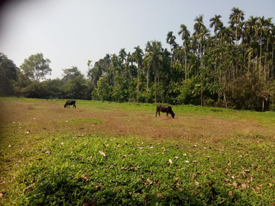 Agricultural Land 70 Cent for Sale in Puttur, Mangalore