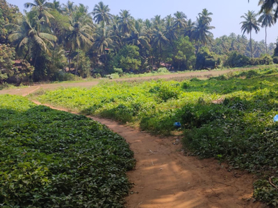 Commercial Land 5439 Sq. Meter for Sale in Morjim, Goa