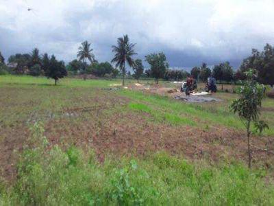 Agricultural Land 13 Acre for Sale in Nagpura, Durg