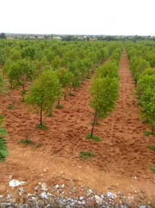 Agricultural Land 241 Sq. Yards for Sale in Adikmet, Hyderabad