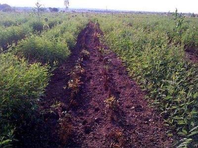Agricultural Land 6 Acre for Sale in Lohara, Osmanabad