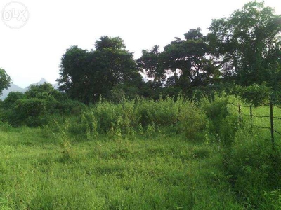 Agricultural Land 9 Acre for Sale in Sawantwadi, Sindhudurg