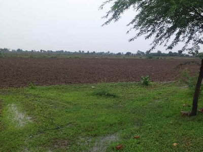 Agricultural Land 12 Bigha for Sale in Talera, Bundi