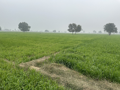 Agricultural Land 10 Acre for Sale in Mohan Nagar, Sonipat