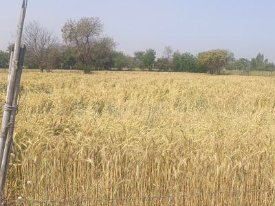 Agricultural Land 10 Bigha for Sale in Jattari, Aligarh
