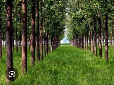 Agricultural Land 100 Acre for Sale in Farakhpur, Yamunanagar