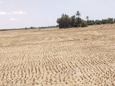 Agricultural Land 12 Acre for Sale in Kuvathur, Kanchipuram