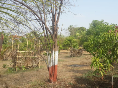 Agricultural Land 126 Acre for Sale in Talasari, Palghar