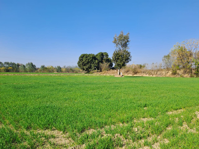 Agricultural Land 13 Acre for Sale in Adampur, Hisar