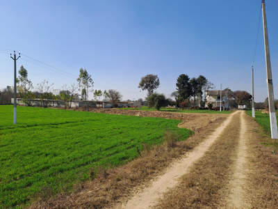Agricultural Land 15 Acre for Sale in Adampur, Hisar