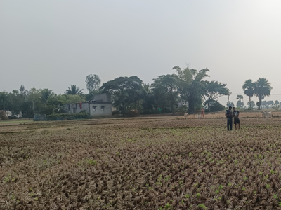 Agricultural Land 2 Acre for Sale in Kanas, Puri