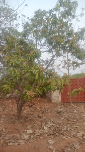 Agricultural Land 2 Acre for Sale in Ramabhadrapuram, Vizianagaram