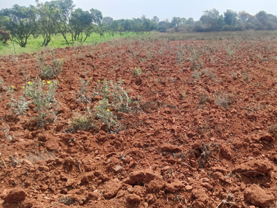 Agricultural Land 2 Acre for Sale in Srinivaspur, Kolar