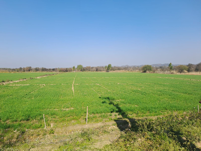 Agricultural Land 21 Acre for Sale in Adampur, Hisar