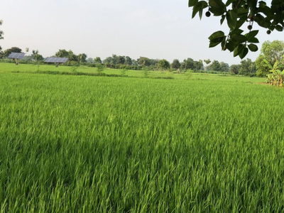 Agricultural Land 22 Acre for Sale in Dongragarh, Rajnandgaon