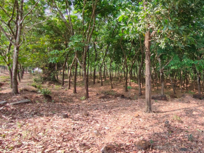 Agricultural Land 3 Acre for Sale in Kundapura, Udupi