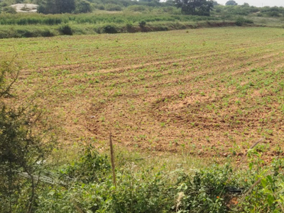 Agricultural Land 4 Acre for Sale in