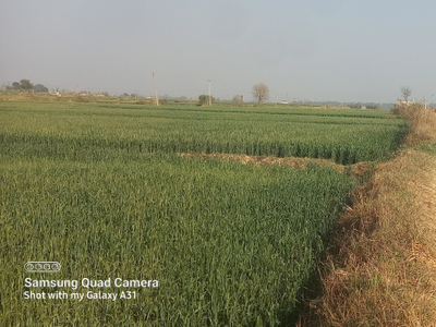 Agricultural Land 4 Acre for Sale in Naraingarh, Ambala
