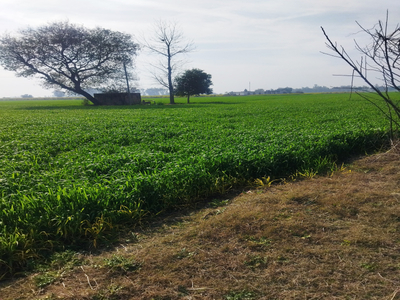 Agricultural Land 42 Acre for Sale in Nurpur Bedi,