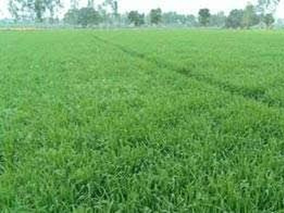 Agricultural Land 50 Bigha for Sale in Patni Partapur, Shamli