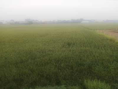 Agricultural Land 6 Acre for Sale in Bariwala, Muktsar