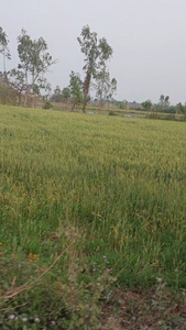 Agricultural Land 6 Bigha for Sale in Kashipur, Udham Singh Nagar