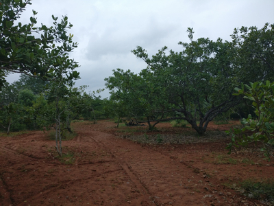 Agricultural Land 7 Acre for Sale in Alangudi, Pudukkottai