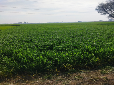 Agricultural Land 7 Acre for Sale in Machhiwara, Ludhiana