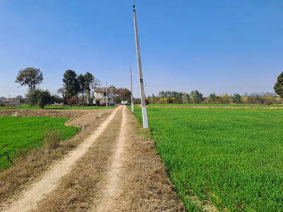 Agricultural Land 8 Acre for Sale in Adampur, Hisar