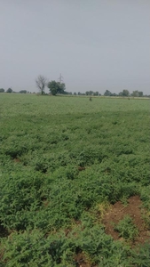 Agricultural Land 8 Bigha for Sale in Dhamnod, Dhar